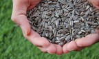 Агрохолдинг HarvEast откроет семенной завод в Донецкой области