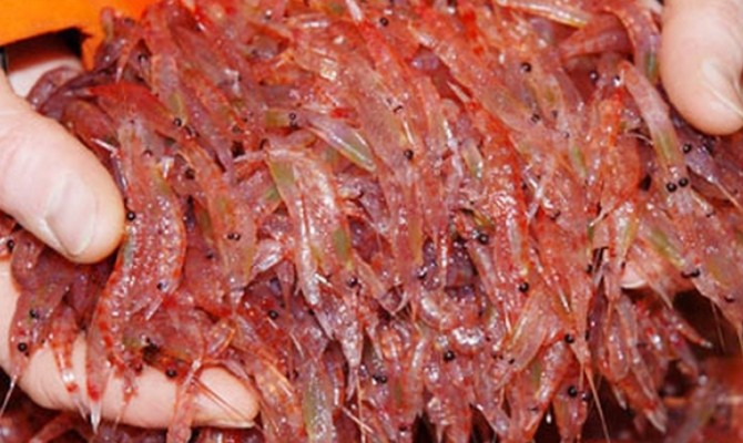 С начала года Украина добыла почти 2 тыс. тонн криля