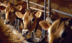 Китайская делегация проверит украинских производителей говядины