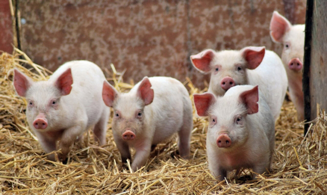 Крупный агрохолдинг свернул свою деятельность в Украине