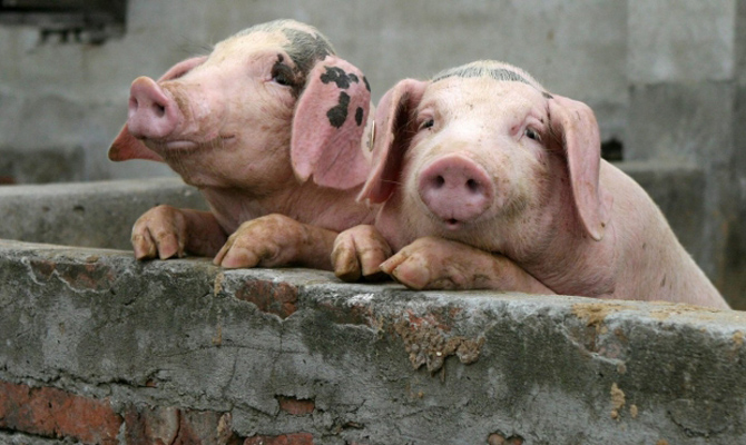 Карантин из-за АЧС действует в 13 областях