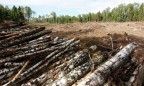 Ущерб от незаконной вырубки лесов оценили в 200 млн