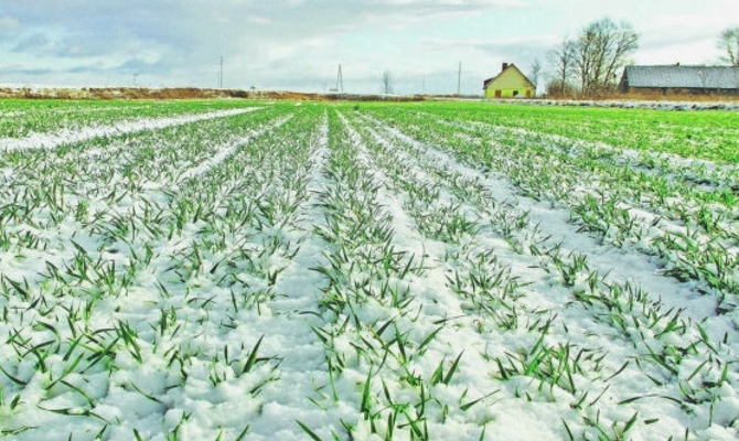 Похолодание не повлияет на урожай озимых, – Минагрополитики