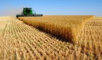 Минагропрод планирует собрать не менее 24 млн тонн урожая пшеницы