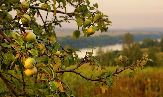 Украина может потерять до 60% урожая фруктов