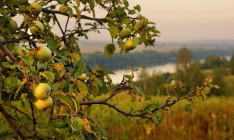 Украина может потерять до 60% урожая фруктов