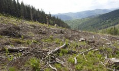 Правительство работает над улучшением санитарного состояния лесов, - Кутовой
