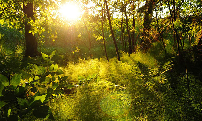 Украина в 2016 году потратила на охрану окружающей среды свыше 32 млрд гривен