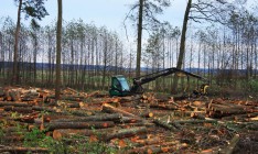 Рада запретила заготовку древесины и все виды рубок на территории пралесов