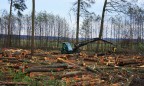 Рада запретила заготовку древесины и все виды рубок на территории пралесов