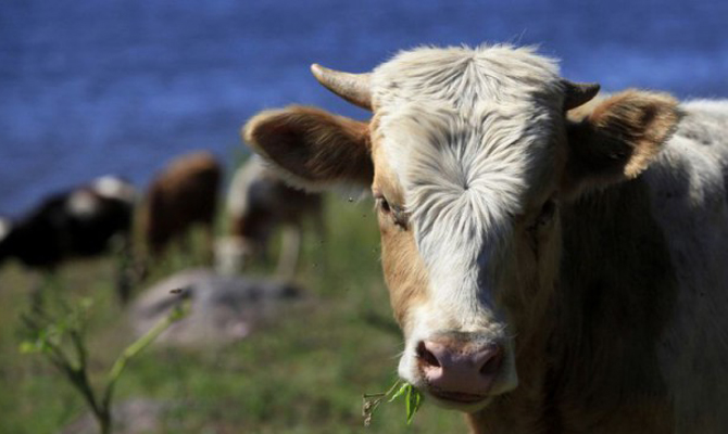 Экспорт агропродукции за четыре месяца увеличился на 32%, – УКАБ