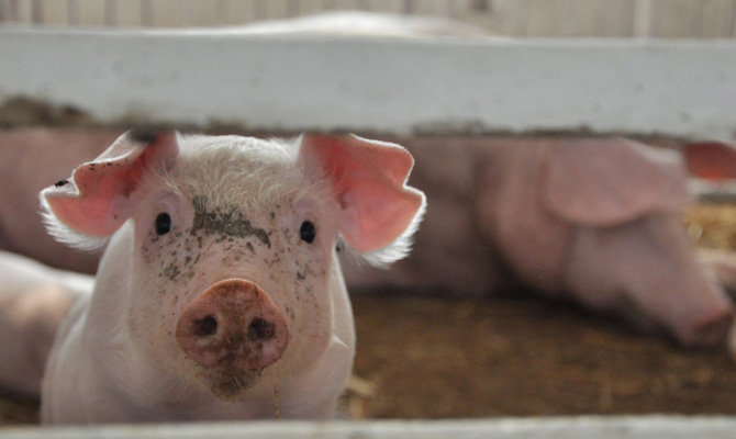 На Полтавщине зафиксирована новая вспышка АЧС