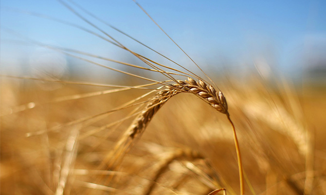 Аграрии уже экспортировали более 40 миллионов тонн зерновых