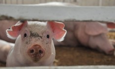 На Полтавщине зафиксирована новая вспышка АЧС