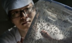В Индии впервые обнаружен вирус Зика