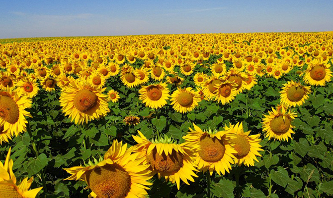 Агроальянс получил разрешение на покупку 7 предприятий