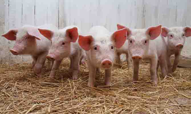 На Закарпатье зафиксировали новую вспышку АЧС