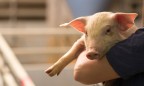 Беларусь ограничила импорт свиней из двух областей Украины