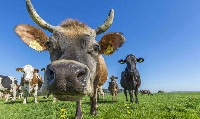 Украина увеличила экспорт мяса на 50%