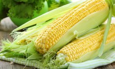 USDA прогнозирует рекордную урожайность сои и кукурузы в Украине