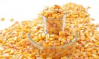 Monsanto запускает семенной завод в Украине