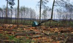 Луценко назвал лидирующую область по вырубке леса