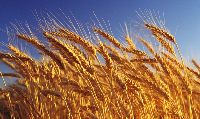 «Украинская биржа» запускает торги зерновыми