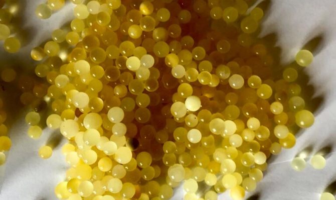 На Закарпатье изъяли более 1,5 кг контрабандного янтаря