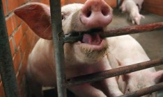 С начала 2017 года в Украине зарегистрировано 85 случаев АЧС