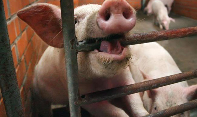 С начала 2017 года в Украине зарегистрировано 85 случаев АЧС