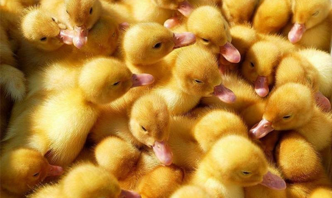 ООН раздаст гумпомощь жителям Донбасса утятами