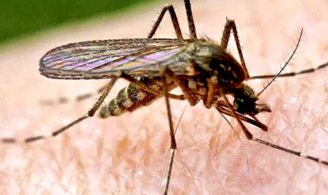 На Шри-Ланке из-за вспышки лихорадки погибли около 300 человек