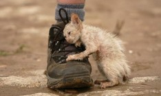 В Украине вступил в силу закон об усилении ответственности за издевательство над животными
