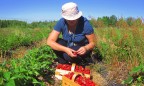 В Финляндии пропали сборщики ягод из Украины