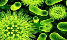 В Николаеве выявлен возбудитель холеры