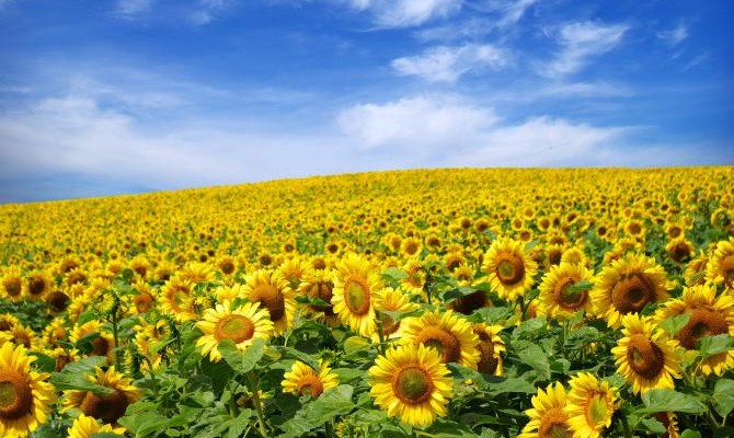 Украина показала пятилетний максимум экспорта подсолнечника