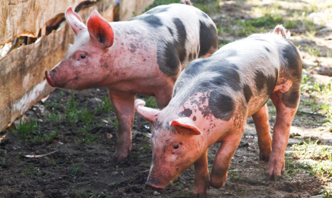 В трех областях зафиксированы вспышки АЧС