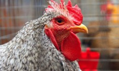 Ирак снял запрет на поставки украинской птицы