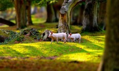 KSG Agro увеличил чистую прибыль в полтора раза