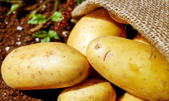 Украина экспортировала картофеля почти на $3 млн