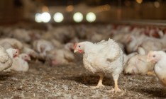 Турция снизила пошлины на импорт украинской агропродукции