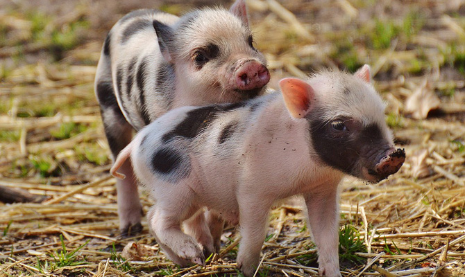 В Ивано-Франковской области зафиксирована вспышка АЧС