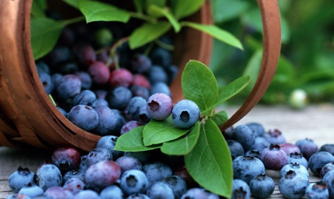 Украина бьет рекорды по экспорту голубики