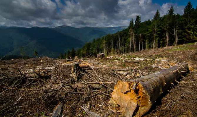 Порошенко поддержал создание Лесного финансового фонда, – Гослесагентство