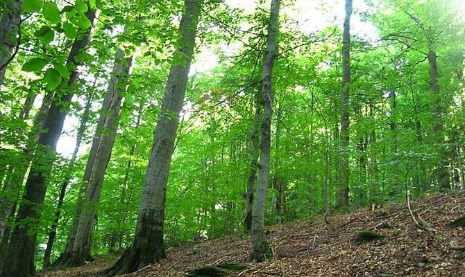 Кабмин разрешил передать 60 гектаров леса с янтарем жене судьи Высшего админсуда