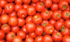 Россия разрешила ввоз турецких помидоров