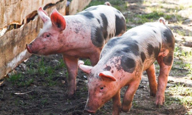 Вспышка АЧС зарегистрирована в Тернопольской области