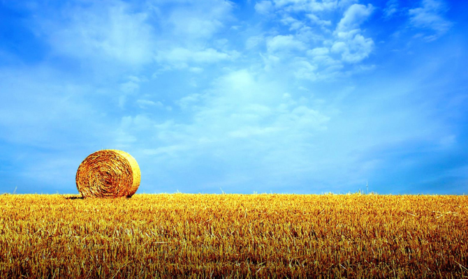 Индонезия стала крупнейшим покупателем украинской пшеницы