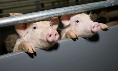 Новые вспышки АЧС зафиксированы в двух областях Украины