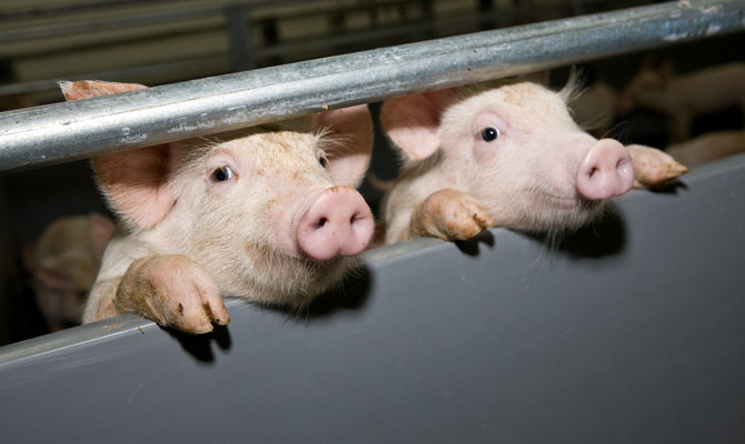 Новые вспышки АЧС зафиксированы в двух областях Украины